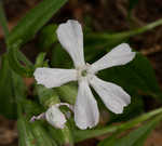 Sticky catchfly